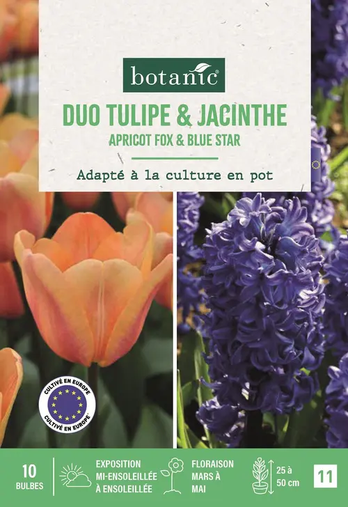 Bulbes de fleurs Mélange tulipe et jacinthe botanic® - 10 bulbes