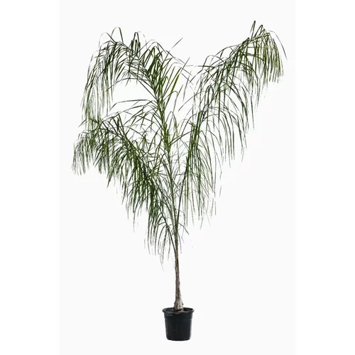 Palmier Arecastrum Romanzoffiana 3 plantes. Le pot de 15 litres