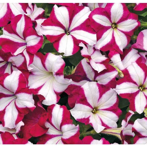 Pétunia Easywave Burgundy Star - Le pot de 12 x 12 cm