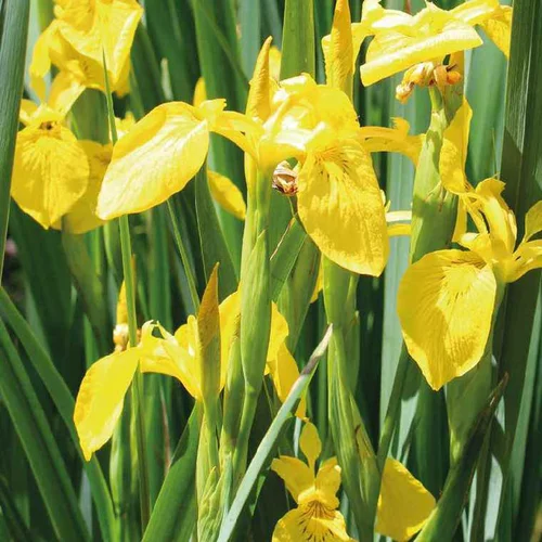 Iris des marais godet 9x9 cm