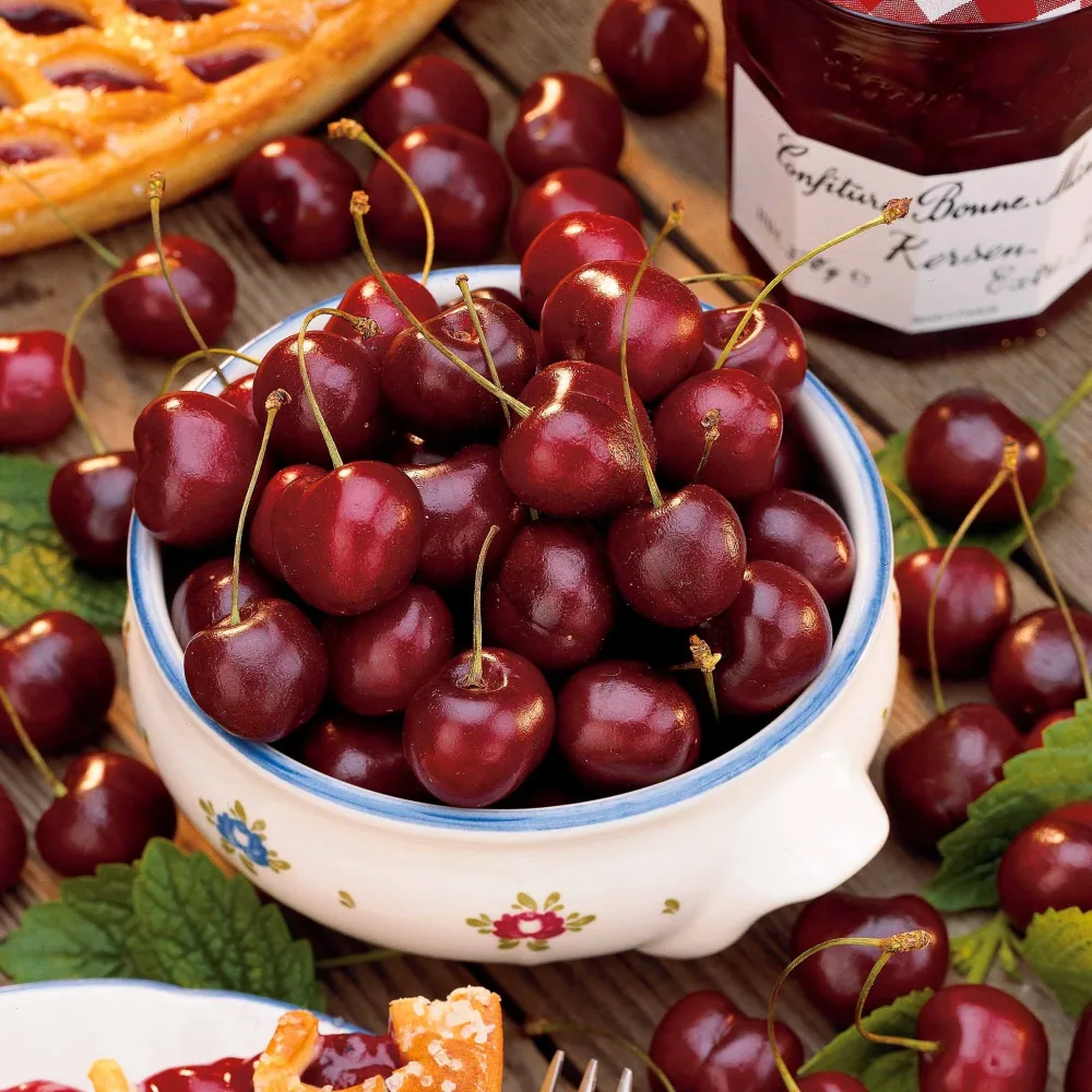 Pack cerisier bigarreau Van Prunus cerasus van