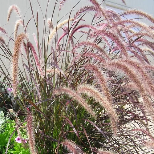 Herbe-aux-écouvillons rubrum rouge en pot de 2 L
