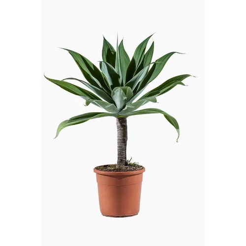 Agave à cou de cygne ou Agave Attenuata. Le pot de 15 litres