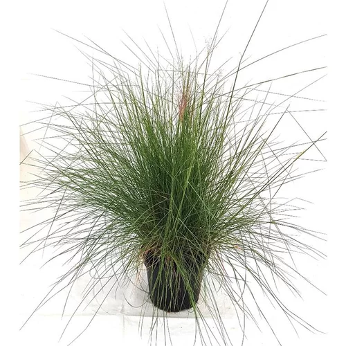 Muhlenbergia Capillaris - Le pot de 7 litres