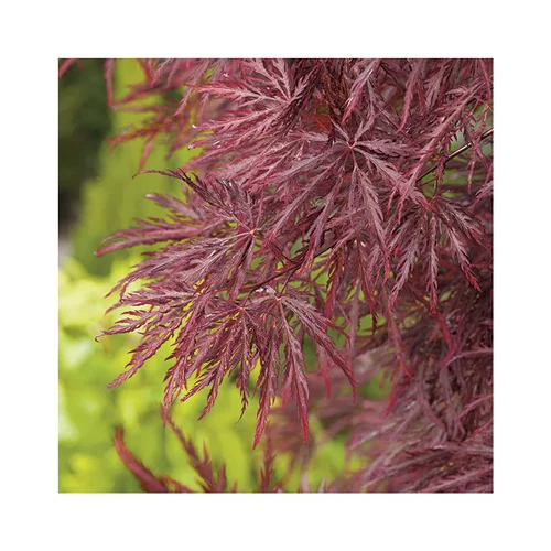 Erable du Japon (ACER PALMATUM DISSECTUM INABASHIDARE ) Le pot de 50 litres