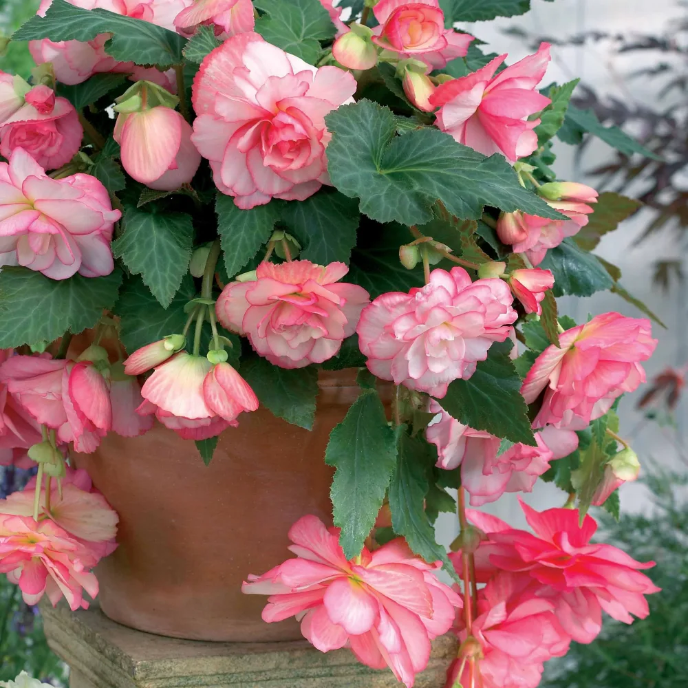 3 Bégonias cascade Florence Begonia