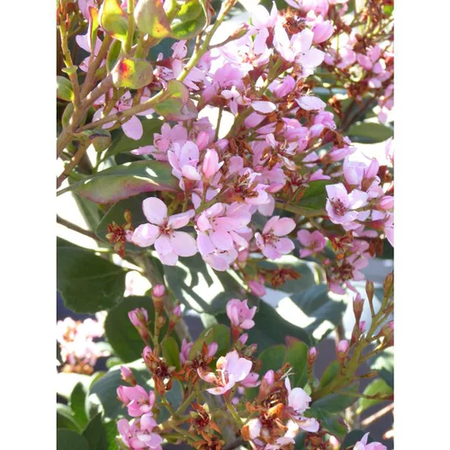 Rhaphiolepsis Coates Crimson en pot