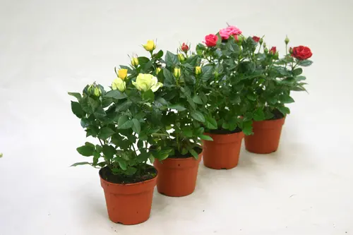 Rosier. Le pot de Ø 12 cm