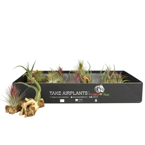 Tillandsia vert x 2 avec racine 10 cm