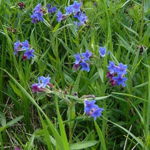 Grémil Buglossoides purpurocaerulea