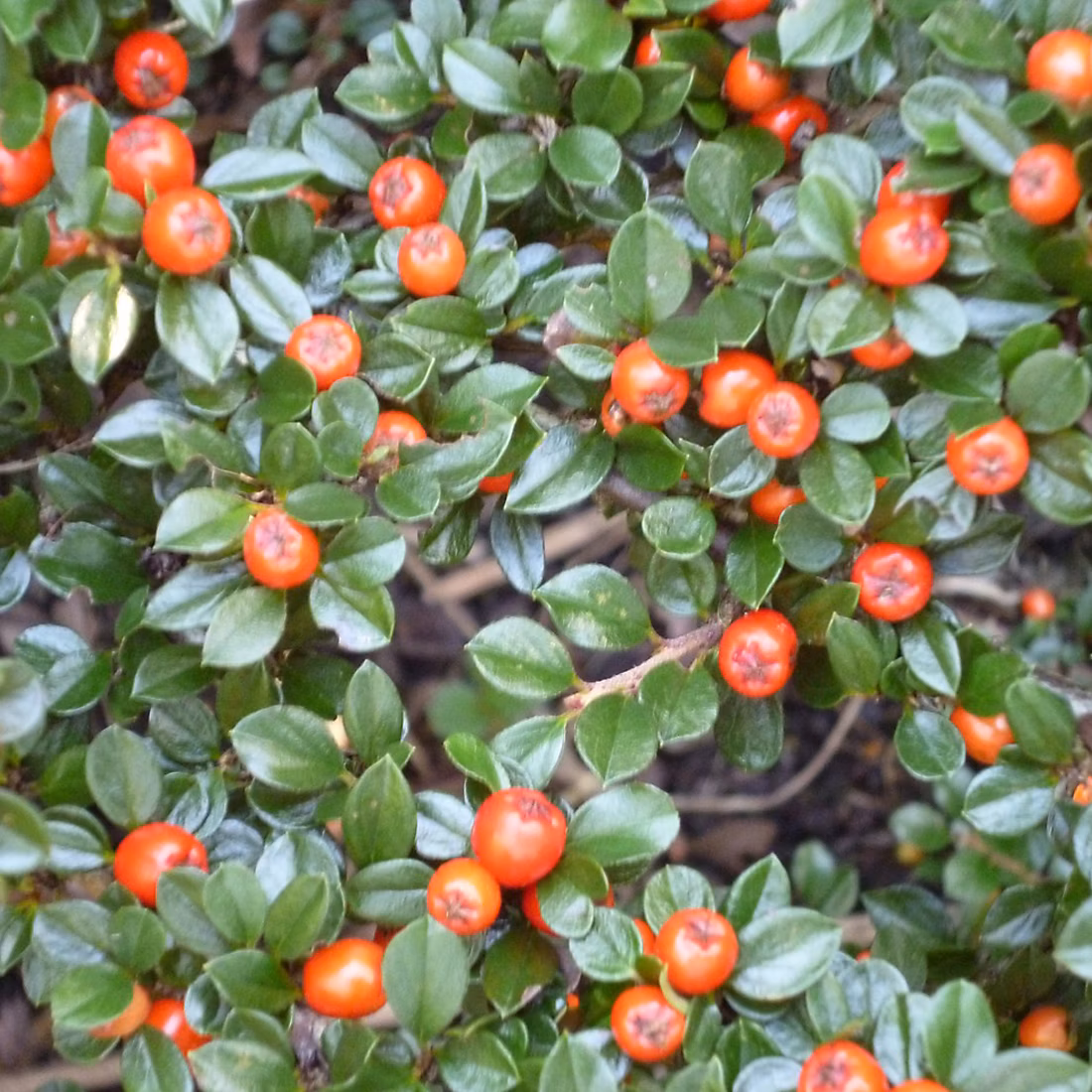 2 x Cotonéaster radicans 'Eichholz' – Cotoneaster radicans 'Eichholz' | 20 | 30 cm pot