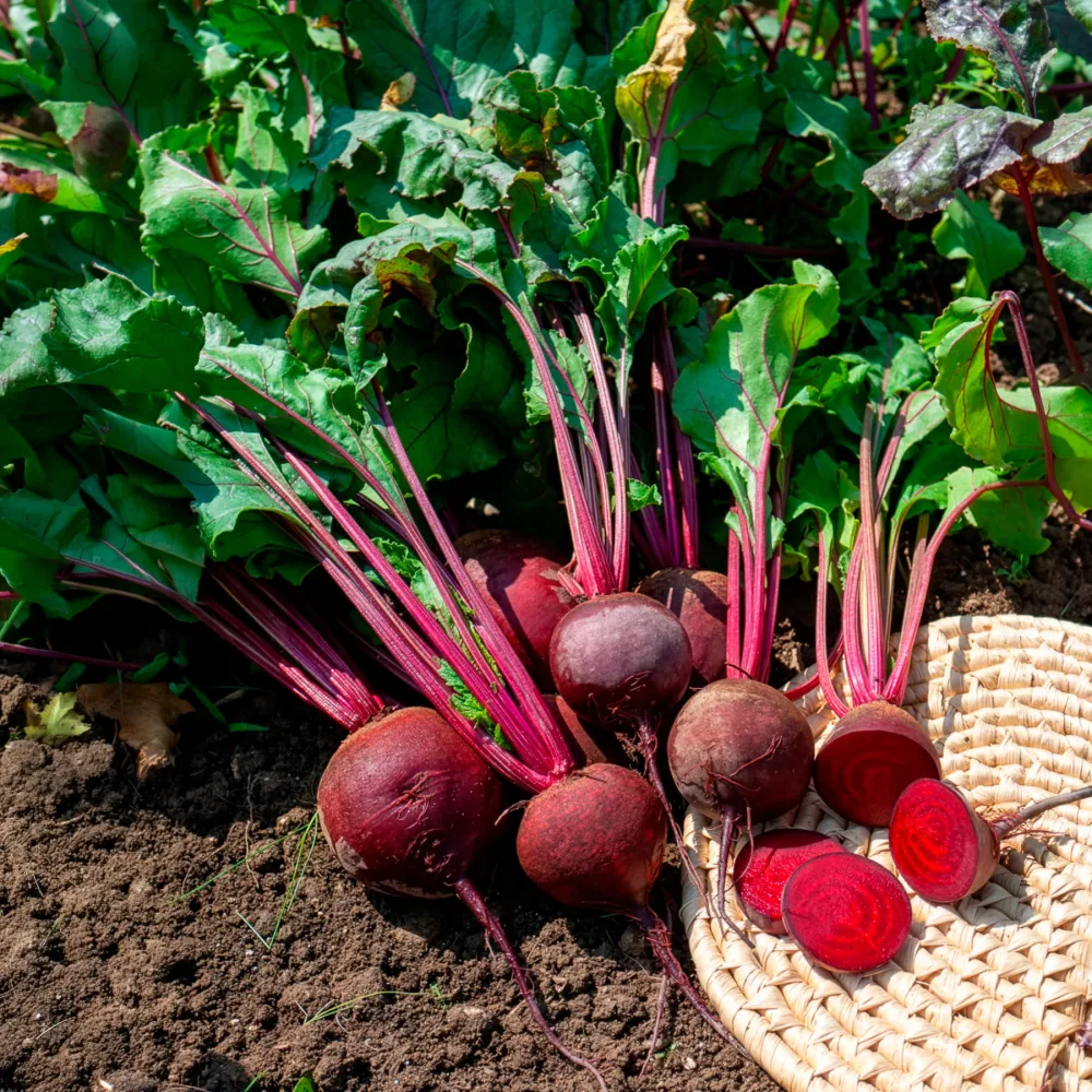 Betterave rouge de Détroit 2 - Storuman Bio Beta vulgaris de detroit 2 - storuman
