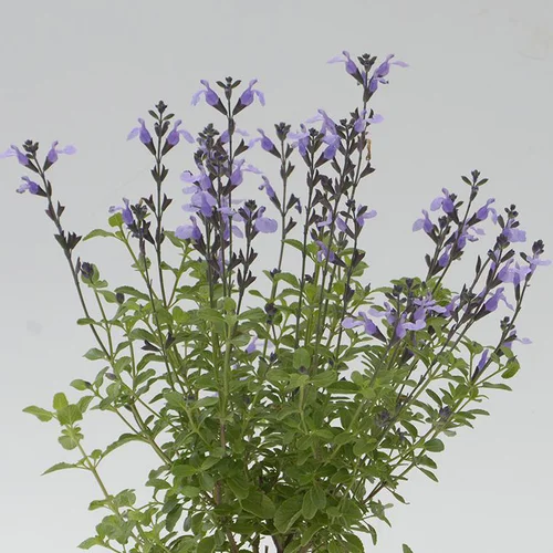 Sauge Arbustive 'So Cool Pale Blue' - Le pot de 2 litres