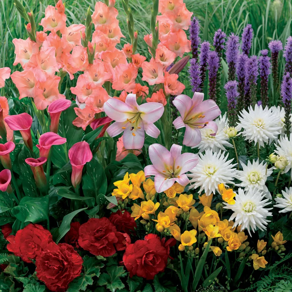 31 Bulbes à floraison estivale en mélange Dahlia, Liatris, Freesia, Calla, Gladiolus, Begonia, Lilium