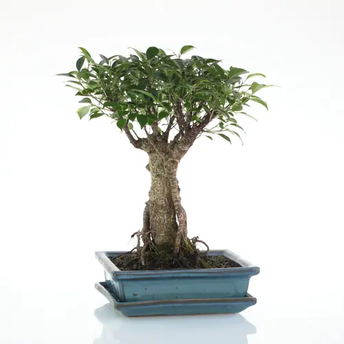 Bonsaï Ficus Retusa botanic® taille 5,5. Le pot