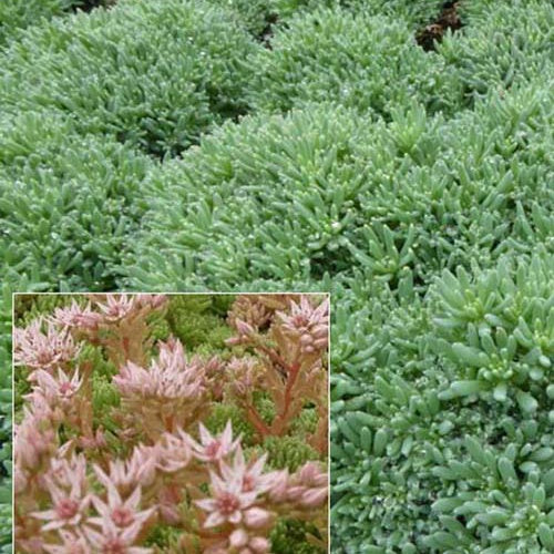 3 Sedum d'Espagne Sedum hispanicum var. minus