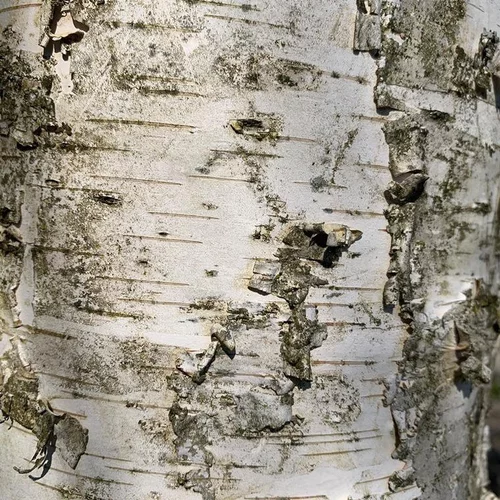 Bouleau blanc (Betula Verrucosa) 150/200. Le pot de 15 litres