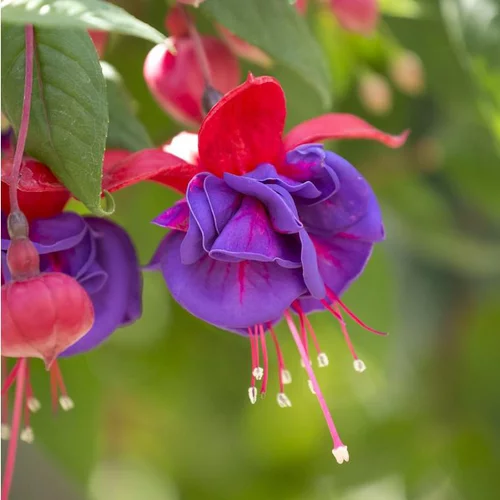Fuchsia à fleurs multicolores - Le pot Ø 17 cm