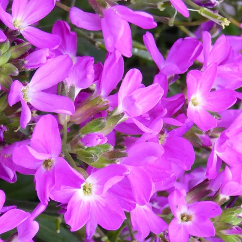 Arabis Blepharophylla. Le pot de 10,5 cm