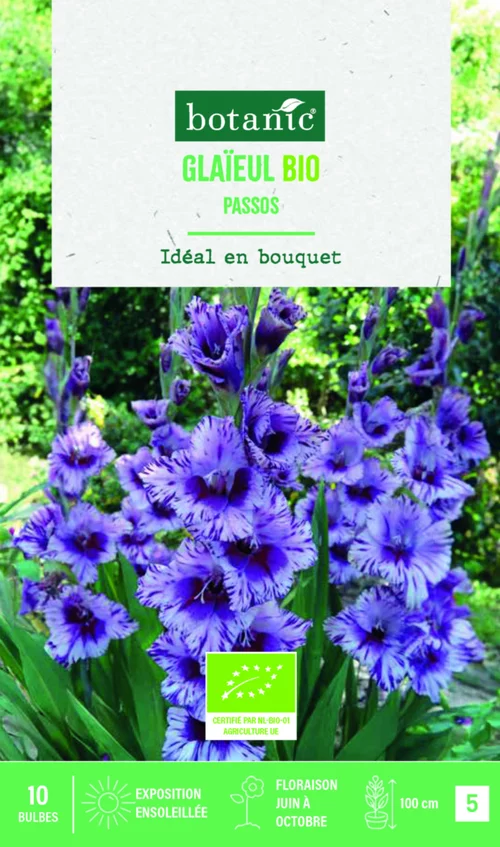Bulbes de fleurs Glaïeul grandes fleurs Passos bio botanic® - 10 bulbes
