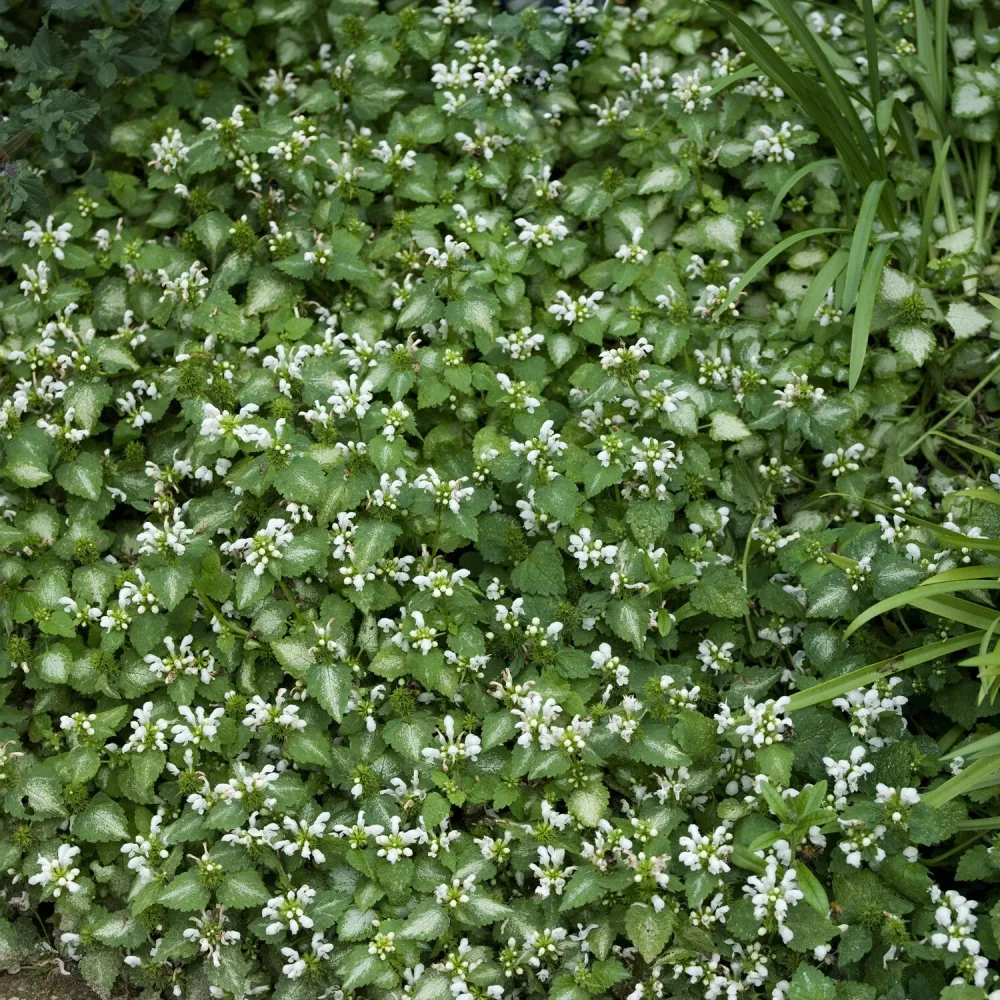 Lamier maculé Album Lamium maculatum Album