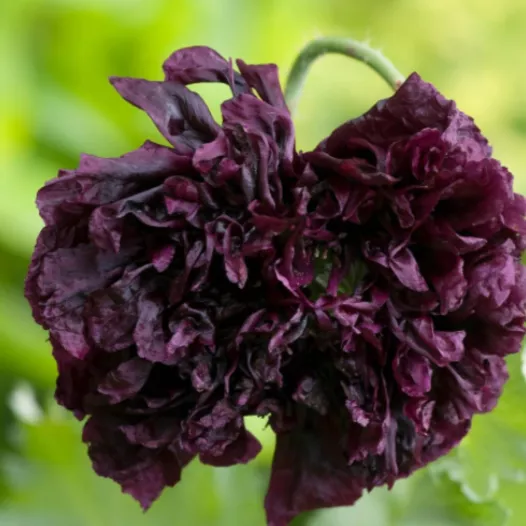 Bio zaden van Papaver Black Peony