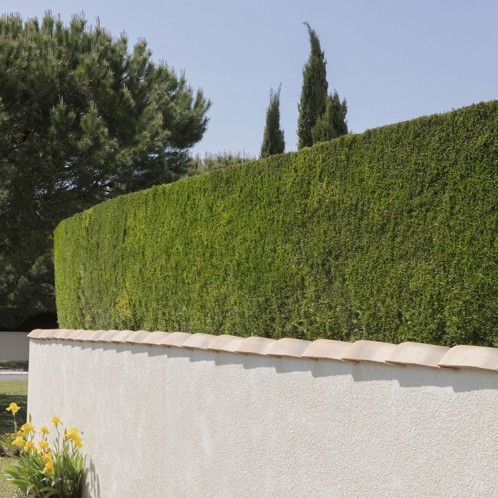 Cyprès de Leyland Cupressus leylandii