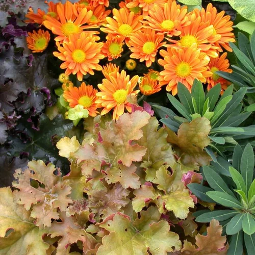 Mélange automnal - Le pack de 6 plants