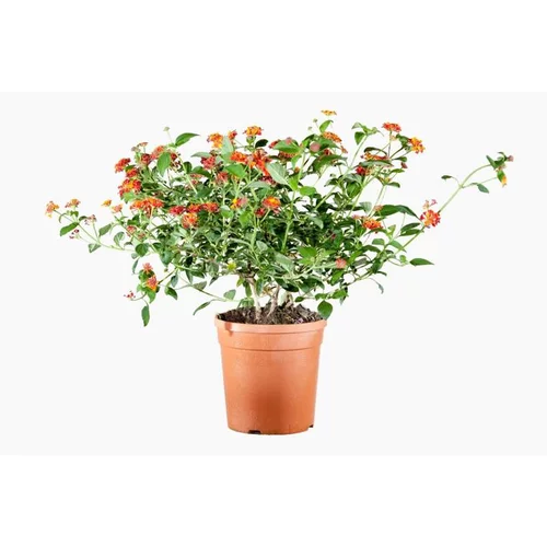 Lantana Camara (Lantanier) en pot de 3 L orange