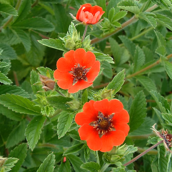 6 x Potentille vivace 'Gibson's Scarlet' – Potentilla 'Gibson's Scarlet' | godet 9cm x 9cm