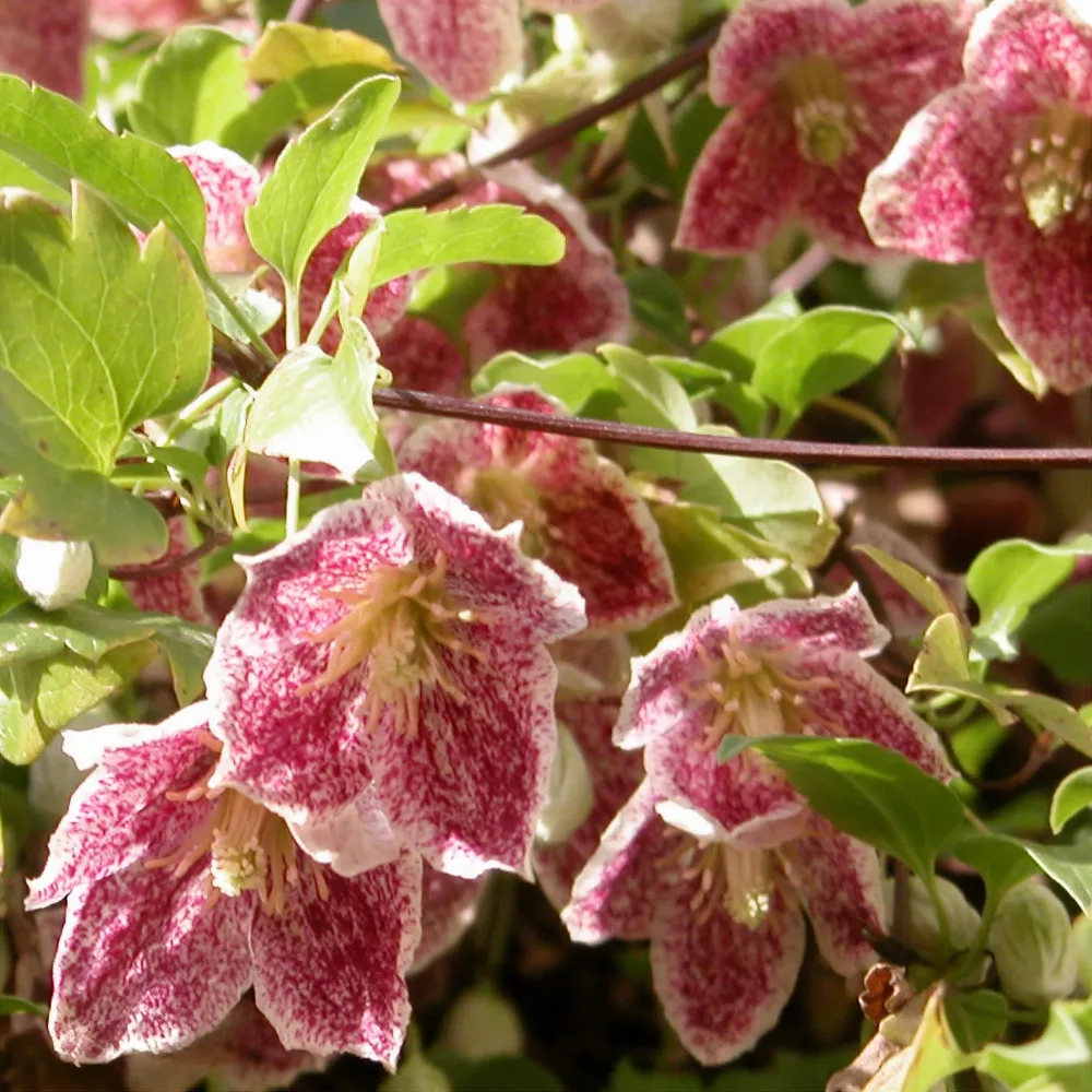 Clématite cireuse Freckles Clematis cirrhosa Freckles