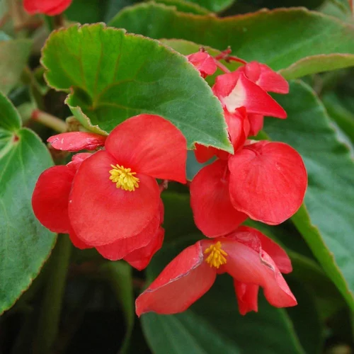 Begonia Dragon Wing. Le pot de 13 cm