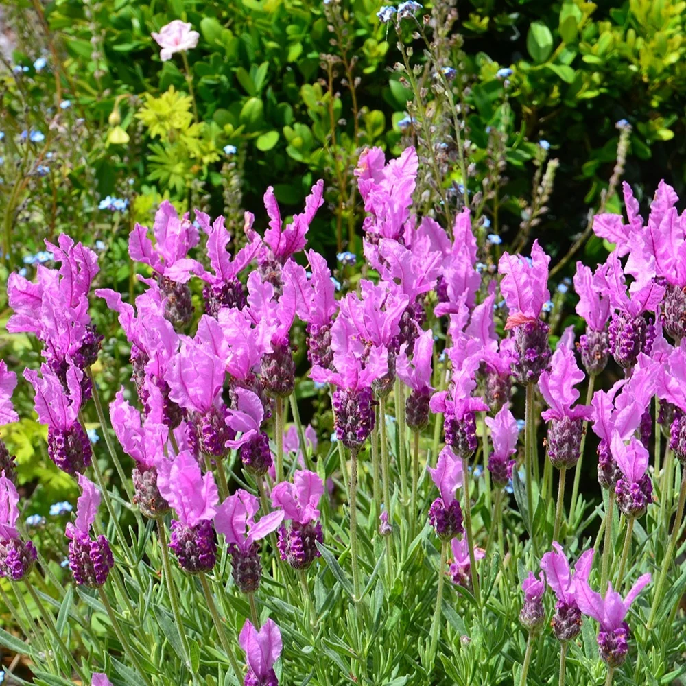 Lavande papillon The Princess ® Lavender Lavandula stoechas the princess ® lavender 'ib910-
