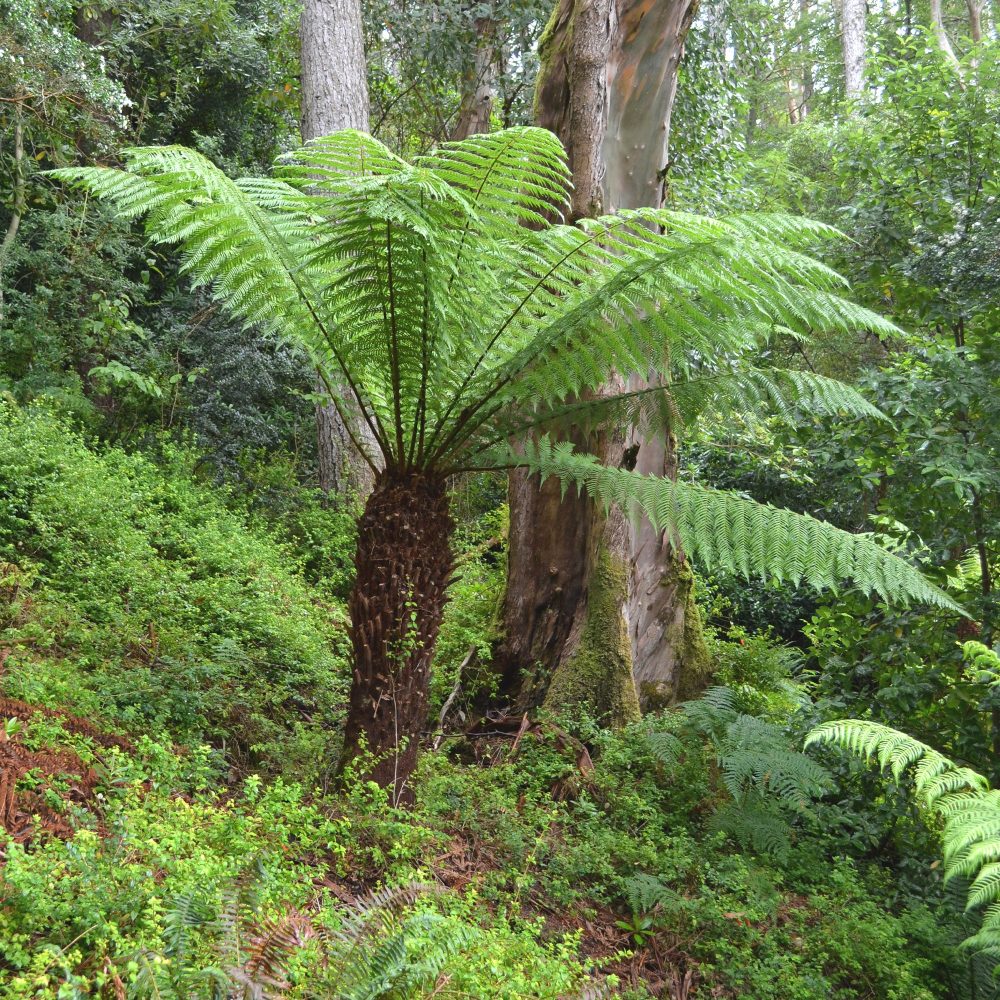 Fougère arborescente Cyathea australis