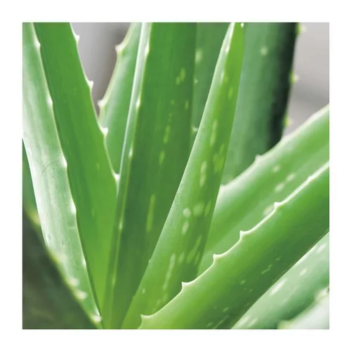 Aloe vera en pot H 60 x Ø 25 cm
