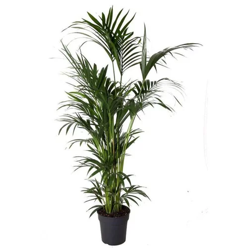 Kentia Forsteriana pot Ø40 cm/ H260 cm