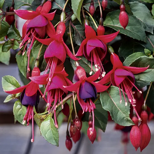 Fuchsia Mrs Popple botanic® rose. Le pot de 3 L