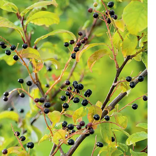 Cerisier à grappes (Prunus padus) ‘Watereri’ botanic® blanc. Le pot de 10 litres