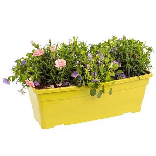 Jardinière printanière de Viola et Œillet à fleurs multicolores - La jardinière de 40 cm