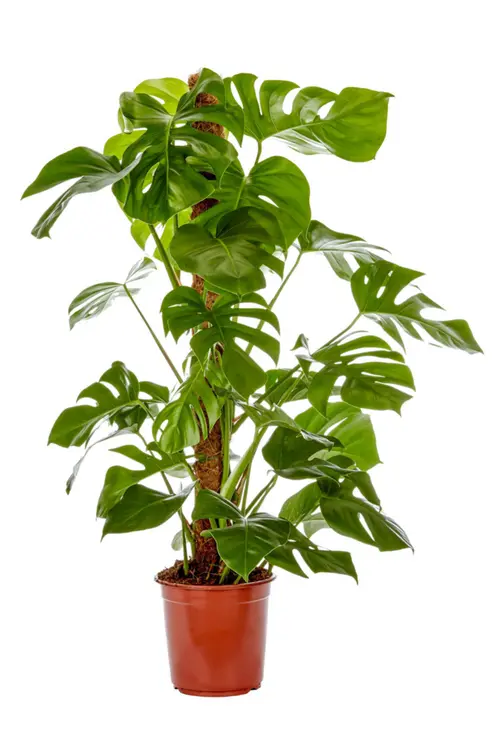 Philodendron Monstera vert. Le pot Ø 19 cm