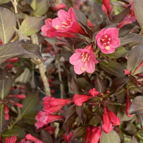 Weigela Florida Alexandra 50/60. Le pot de 5 litres