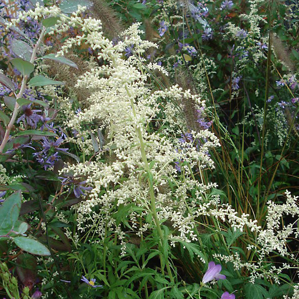 6 x Armoise chinoise – Artemisia lactiflora, godet 9cm x 9cm