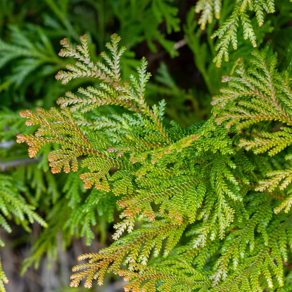 Hiba Thujopsis dolabrata