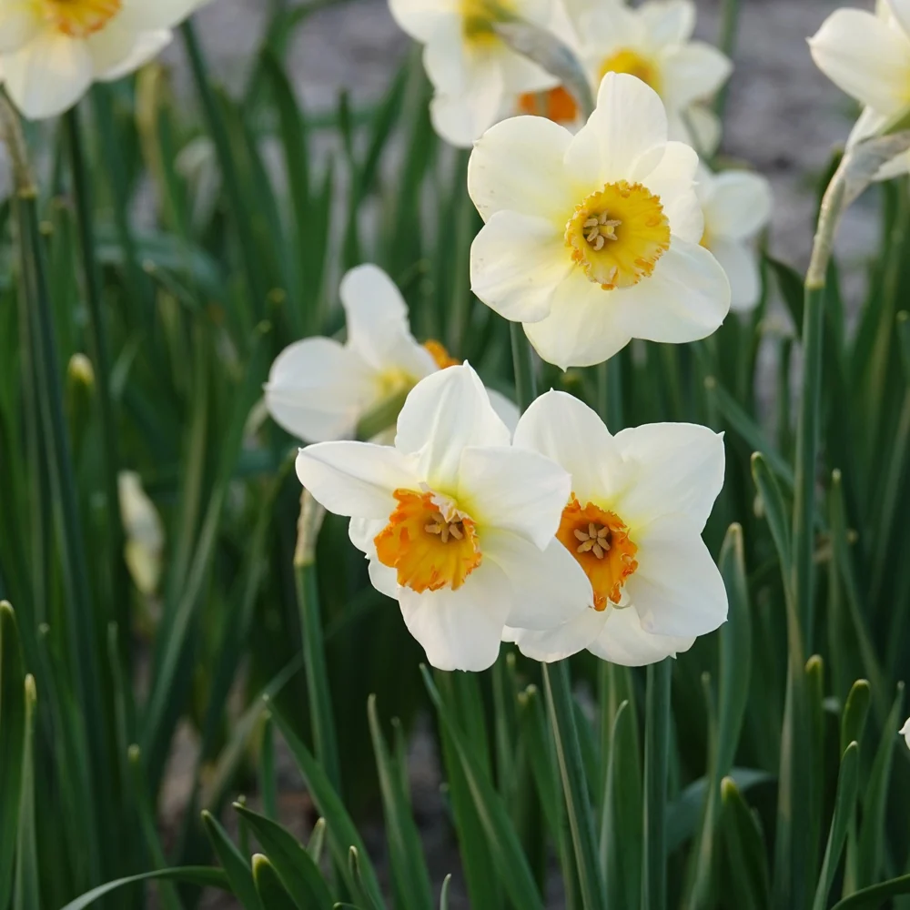 5 Narcisses à petite couronne Barrett Browning Narcissus Barrett Browning