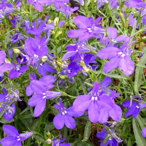 Lobelia Pendula - La suspension diam 27 cm