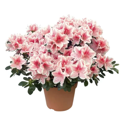 Azalée. Le pot de 16 cm