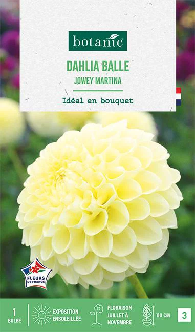 Bulbe de fleurs Dalhia balle Jowey Martina botanic® - 1 bulbe