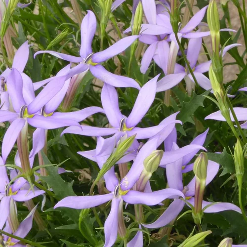 Isotoma ou Laurentia à fleurs bleues - Le pot de 2,5 litres