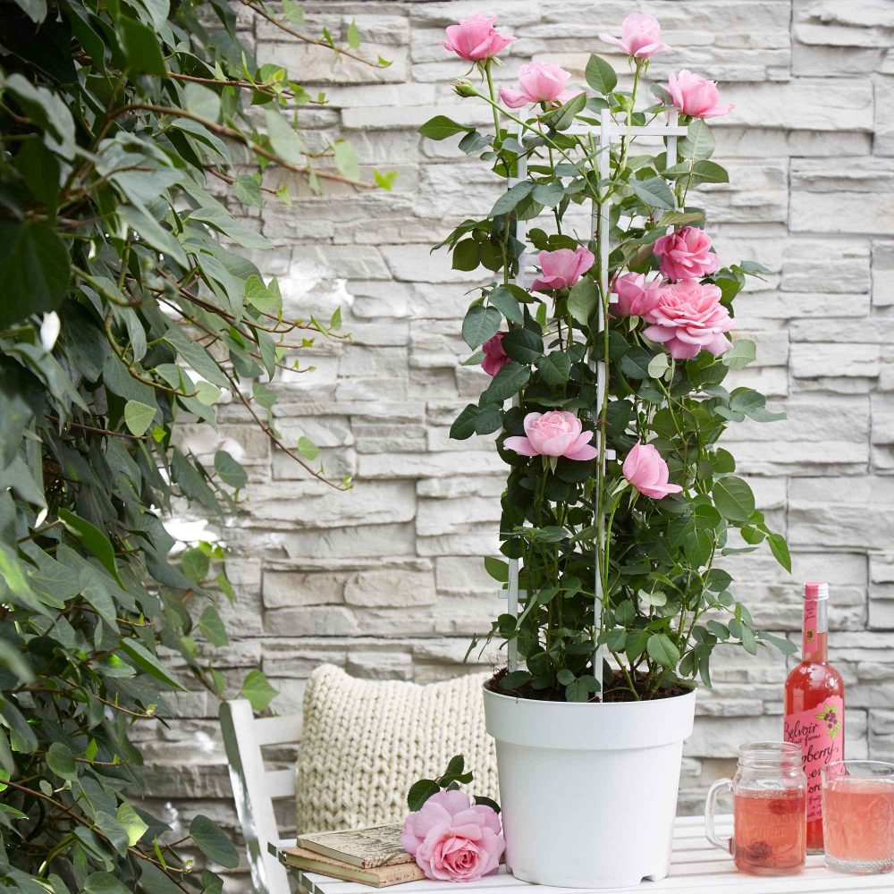 Rosier grimpant Crazy in Love rose Rosa hybride 'crazy in love pink'