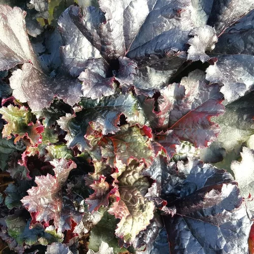 Heuchera 'Black Pearl'® - Le pot de 2 litres